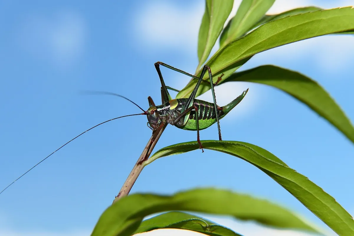 wart-biter bush cricket, insect, leaf, bush cricket, female, plant, invertebrate, arthropod, nature, environment, closeup, insect, insect, insect, bush cricket,