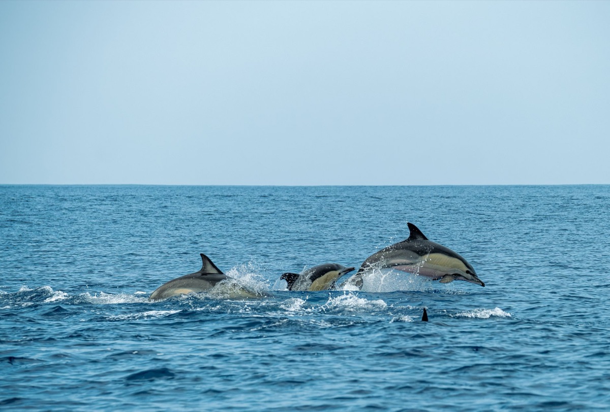 Delfinbeobachtung in den Maldiven