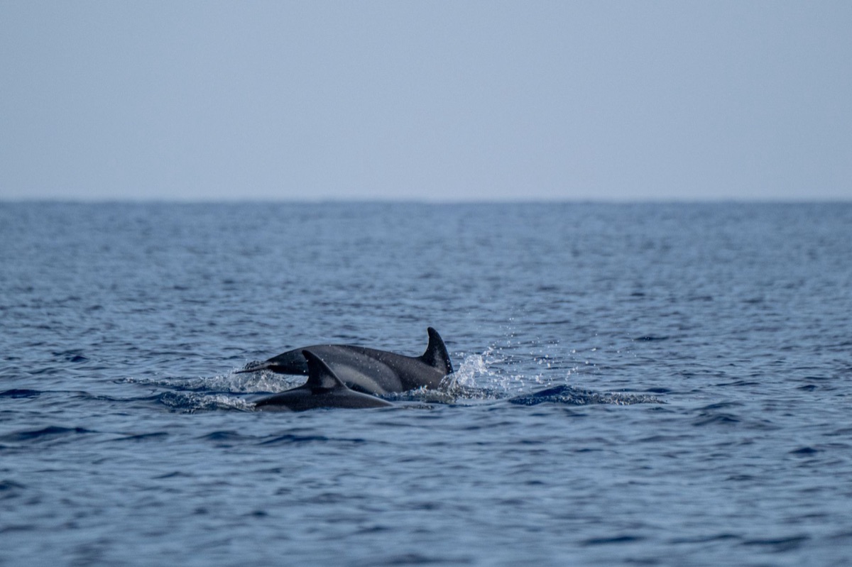 dolphin observation in maldive waters