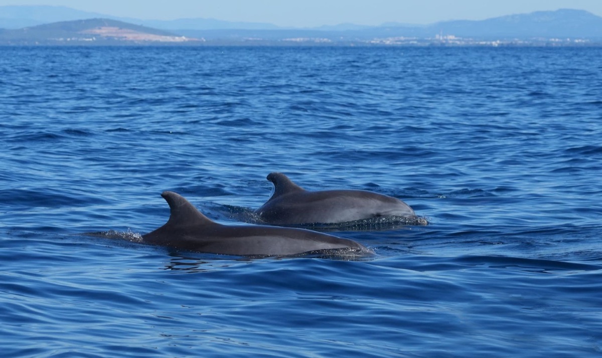 dolphin observation in clear water