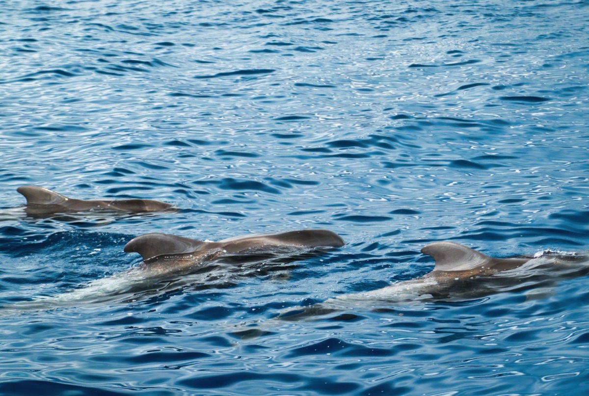 delfines en el mar maldivio